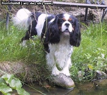 Cavalier King Charles Spaniel Schöner Zuchtrüde ***Salador Son of Golden Comfort***