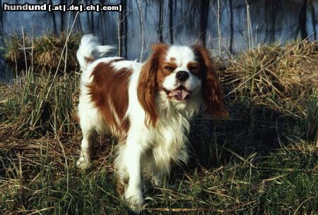 Cavalier King Charles Spaniel Baster Aldaha Gold