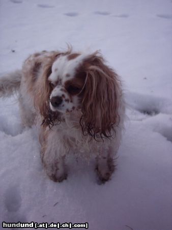 Cavalier King Charles Spaniel