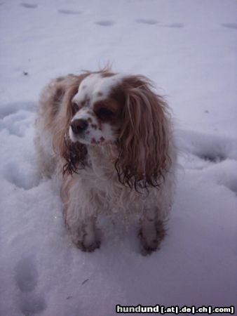 Cavalier King Charles Spaniel