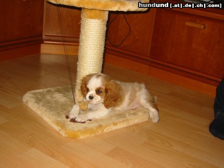 Cavalier King Charles Spaniel Perro mit 10 Wochen