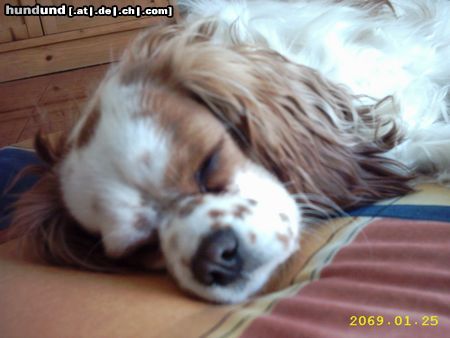 Cavalier King Charles Spaniel Mein Motto: Schlafen und schlafen lassen