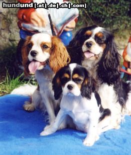 Cavalier King Charles Spaniel Cavaliers little dream for you