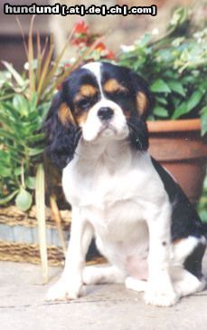 Cavalier King Charles Spaniel Cavaliers little dream for you