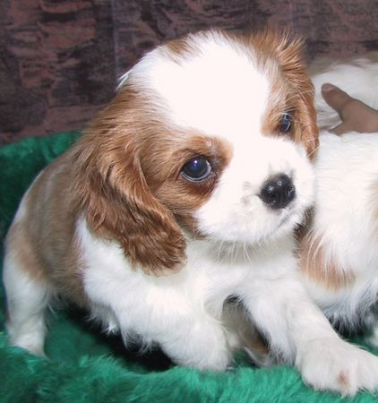 Cavalier King Charles Spaniel Süße Welpen