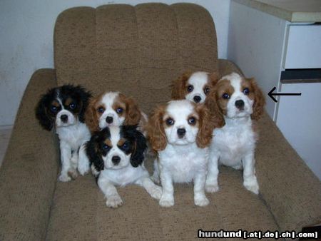 Cavalier King Charles Spaniel meine Ida