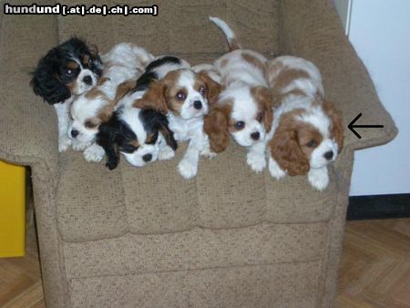 Cavalier King Charles Spaniel meine Ida