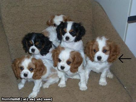 Cavalier King Charles Spaniel meine Ida