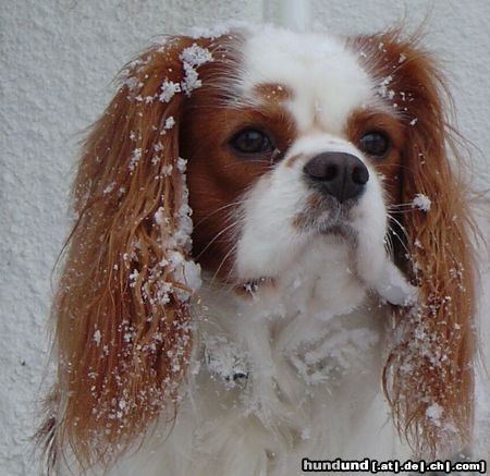 Cavalier King Charles Spaniel Baster Aldaha Gold