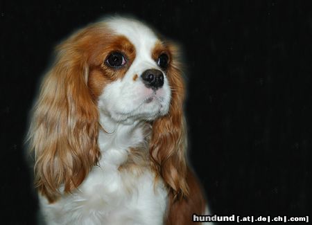 Cavalier King Charles Spaniel CACIB Erfurt 2005