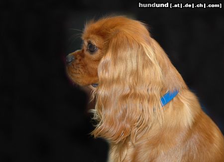 Cavalier King Charles Spaniel CACIB Erfurt 2005