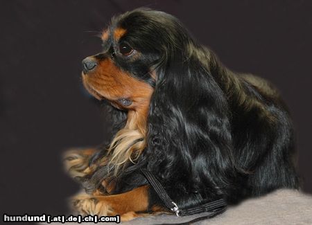 Cavalier King Charles Spaniel CACIB Erfurt