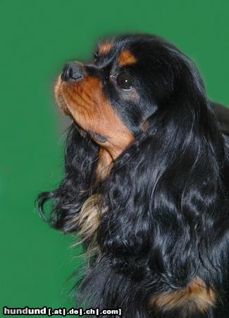 Cavalier King Charles Spaniel CACIB Erfurt