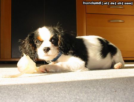 Cavalier King Charles Spaniel Unser Liebling Jenny