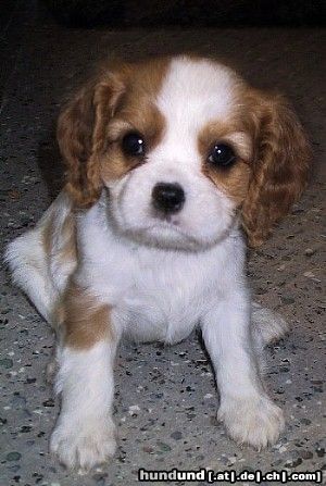 Cavalier King Charles Spaniel Miss Magic of Golden Comfort