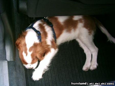 Cavalier King Charles Spaniel ida schläft