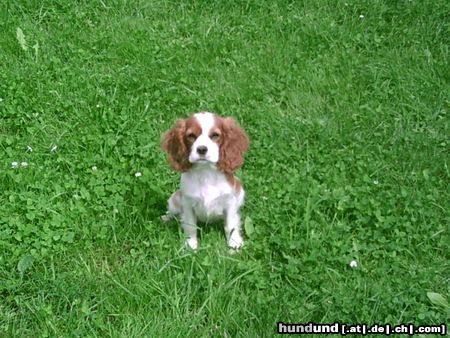 Cavalier King Charles Spaniel ida sitzt