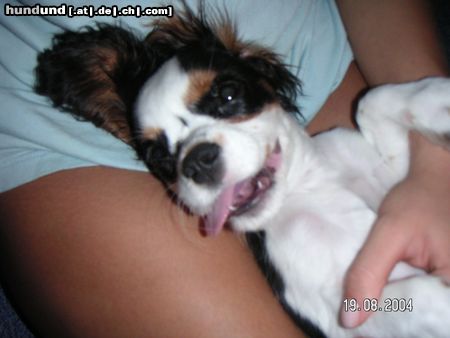 Cavalier King Charles Spaniel Clooney