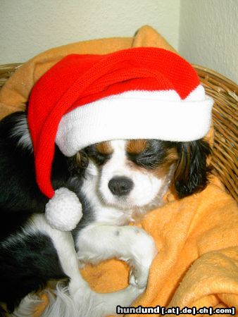 Cavalier King Charles Spaniel Merry Christmas