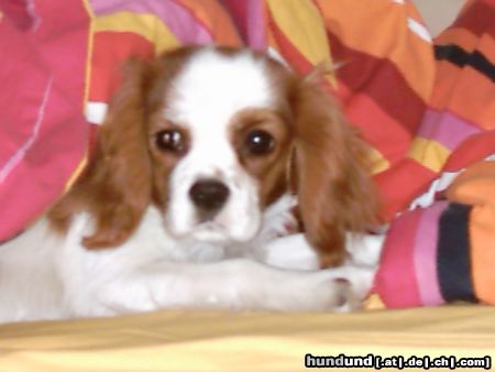 Cavalier King Charles Spaniel Mein Liebling Perro