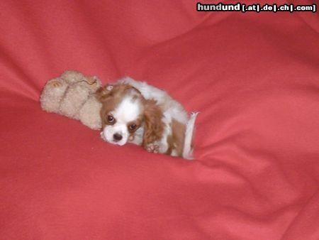 Cavalier King Charles Spaniel PERRO