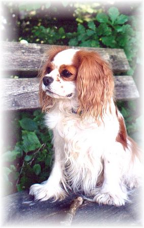 Cavalier King Charles Spaniel