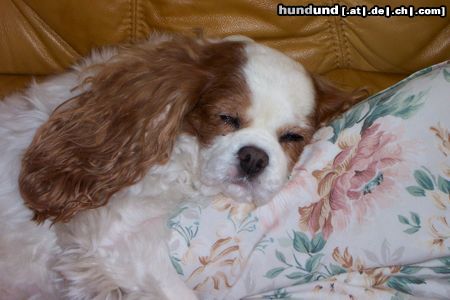 Cavalier King Charles Spaniel Faradina Summer Sun