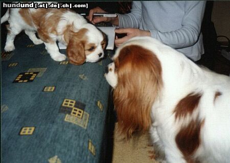 Cavalier King Charles Spaniel Baster Aldaha Gold