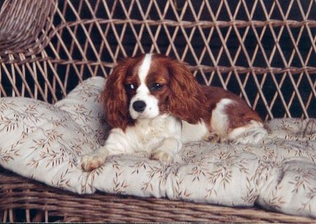 Cavalier King Charles Spaniel Bella vom Schaffrather Rungenberg