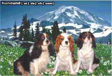 Cavalier King Charles Spaniel Cavaliers little dream for you