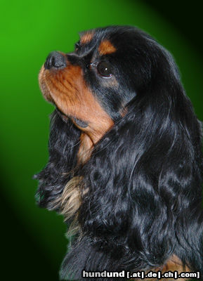 Cavalier King Charles Spaniel Cavalier King Charles Spaniel