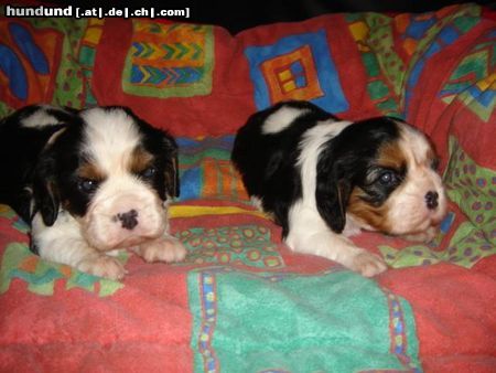 Cavalier King Charles Spaniel little dream for you