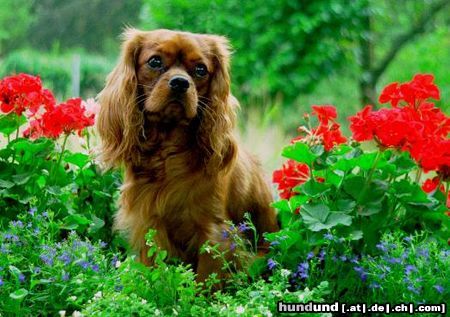 Cavalier King Charles Spaniel Blumencharlie