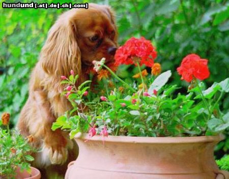 Cavalier King Charles Spaniel *schnüff*