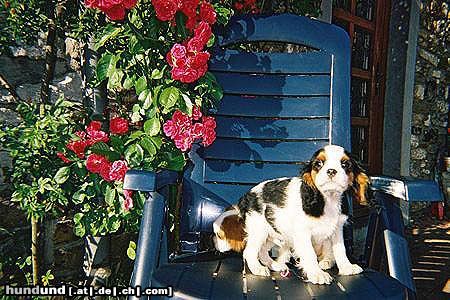 Cavalier King Charles Spaniel Omas Liebling