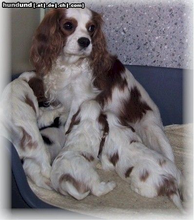 Cavalier King Charles Spaniel Wunderschöne Hündin mit ihren jungen aus der Zucht of Golden Comfort Schweiz