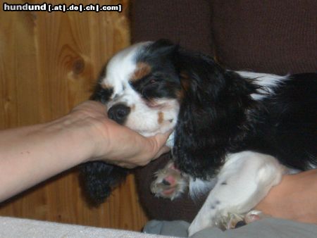 Cavalier King Charles Spaniel Der Tag war sooo anstrengend...