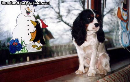 Cavalier King Charles Spaniel eine stolze Dame