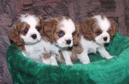 Cavalier King Charles Spaniel Süßer Welpe