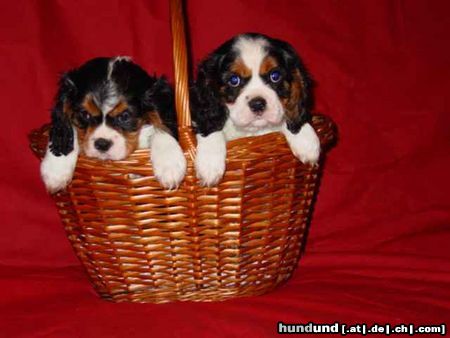 Cavalier King Charles Spaniel Cavaliers little dream for you