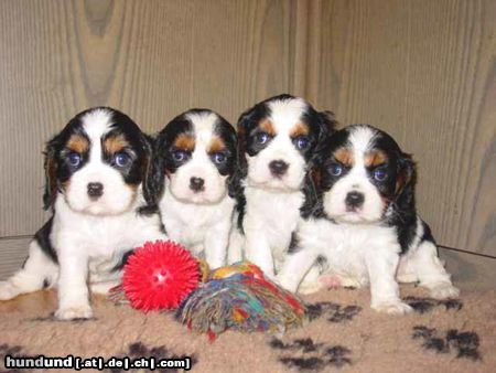 Cavalier King Charles Spaniel Cavaliers little dream for you