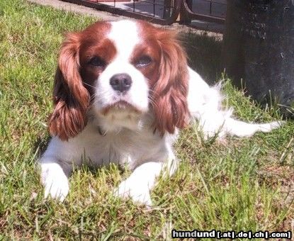 Cavalier King Charles Spaniel Loving Hearts Ginger Robin unsere schöne Zuchthündin