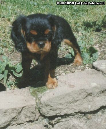 Cavalier King Charles Spaniel Ich doch nicht