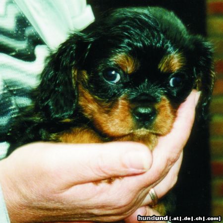 Cavalier King Charles Spaniel Tessi mit 9 wochen