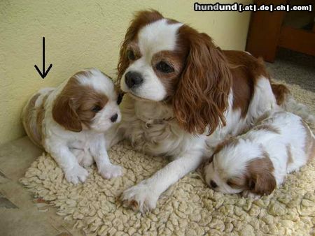 Cavalier King Charles Spaniel meine Ida