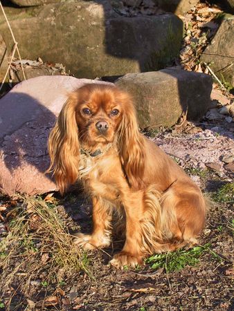 Cavalier King Charles Spaniel Unsere Jule - ein Prachtmädchen