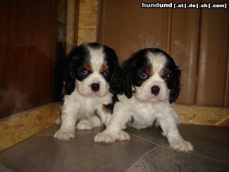 Cavalier King Charles Spaniel little dream for you