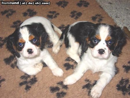 Cavalier King Charles Spaniel Cavaliers little dream for you