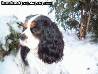 Cavalier King Charles Spaniel Lacey