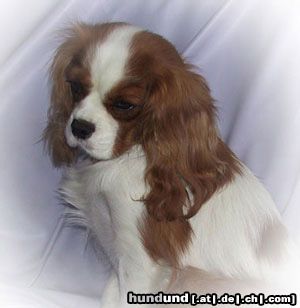 Cavalier King Charles Spaniel Unsere Linda: liebevoll, verschmust und sehr anhänglich